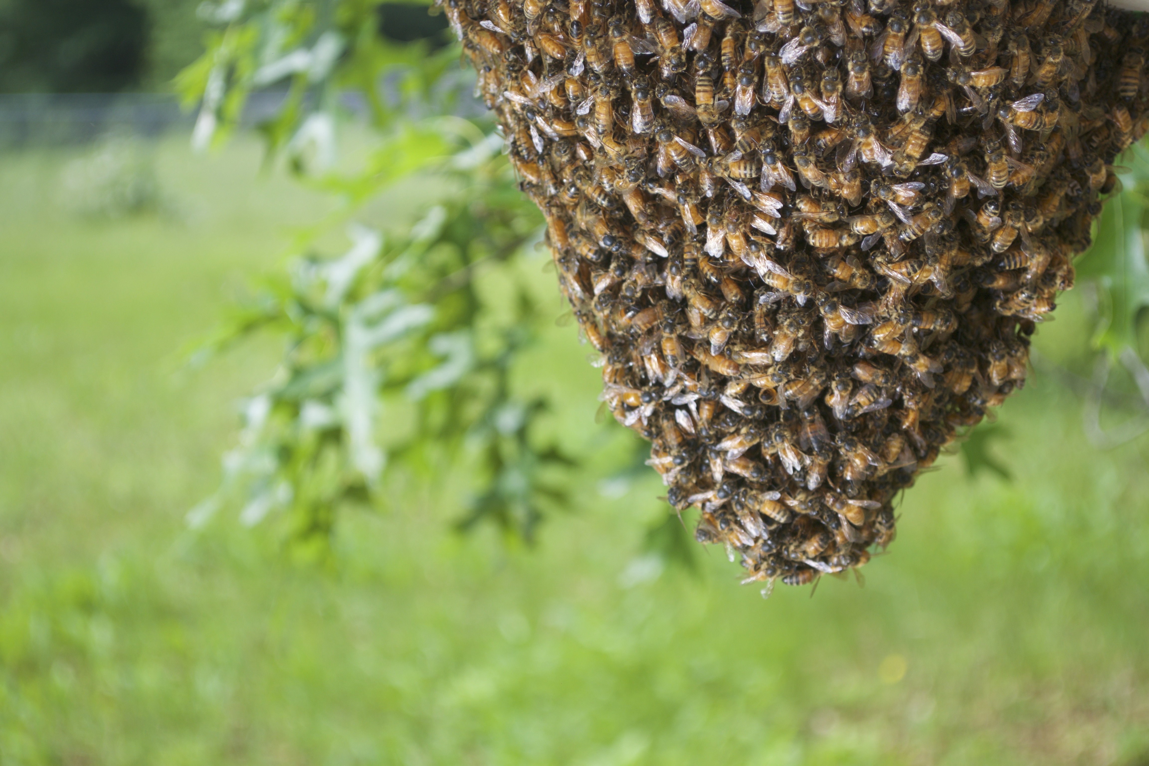 Bee swarm bees tier. Стая пчел. Цветочная полка Bee Swarm. Перцовая пчела Bee Swarm. Кокосовый пояс Bee Swarm.