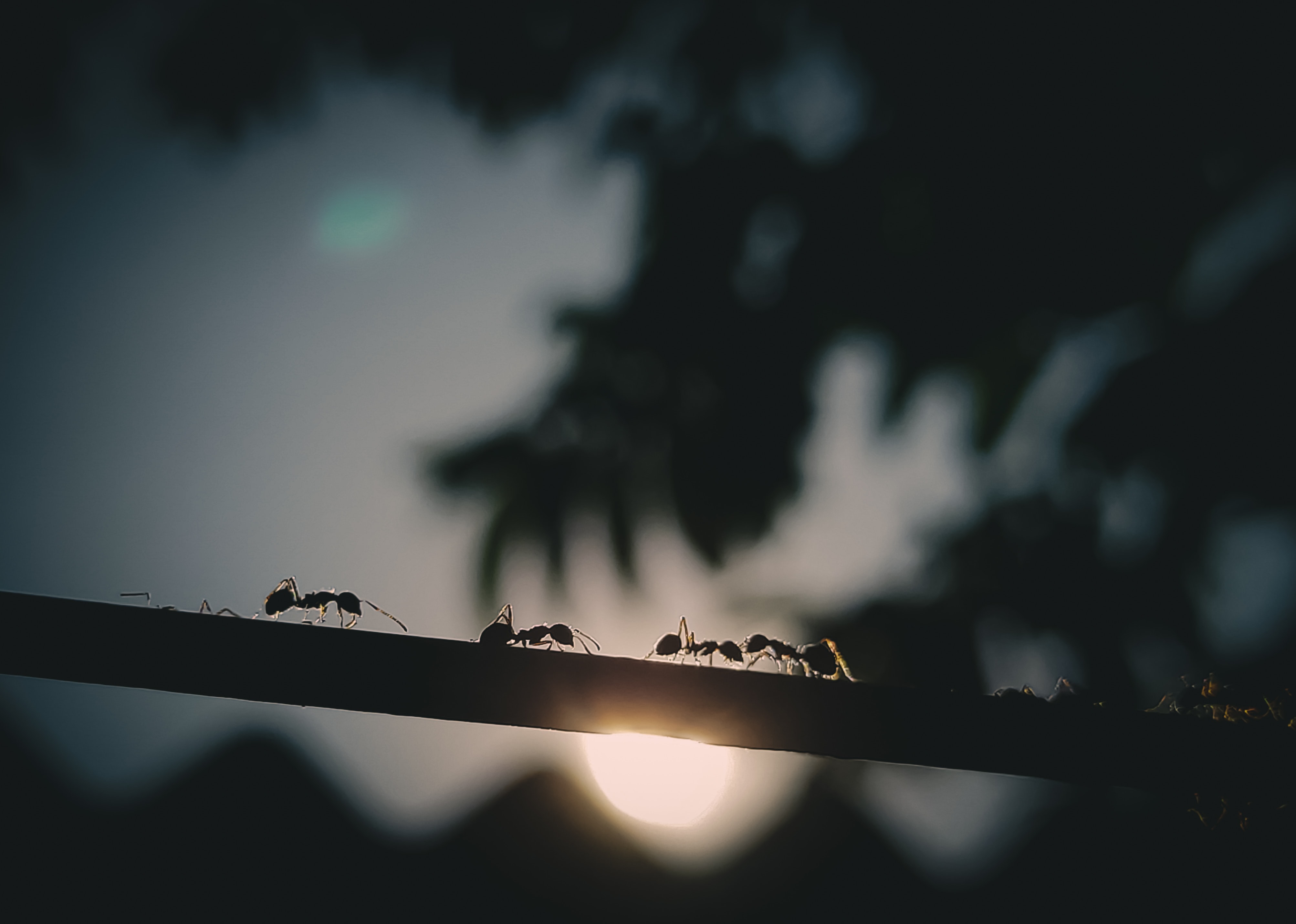 Harvard Researchers Develop Ant Inspired Swarm Robots That Build And Dismantle Structures