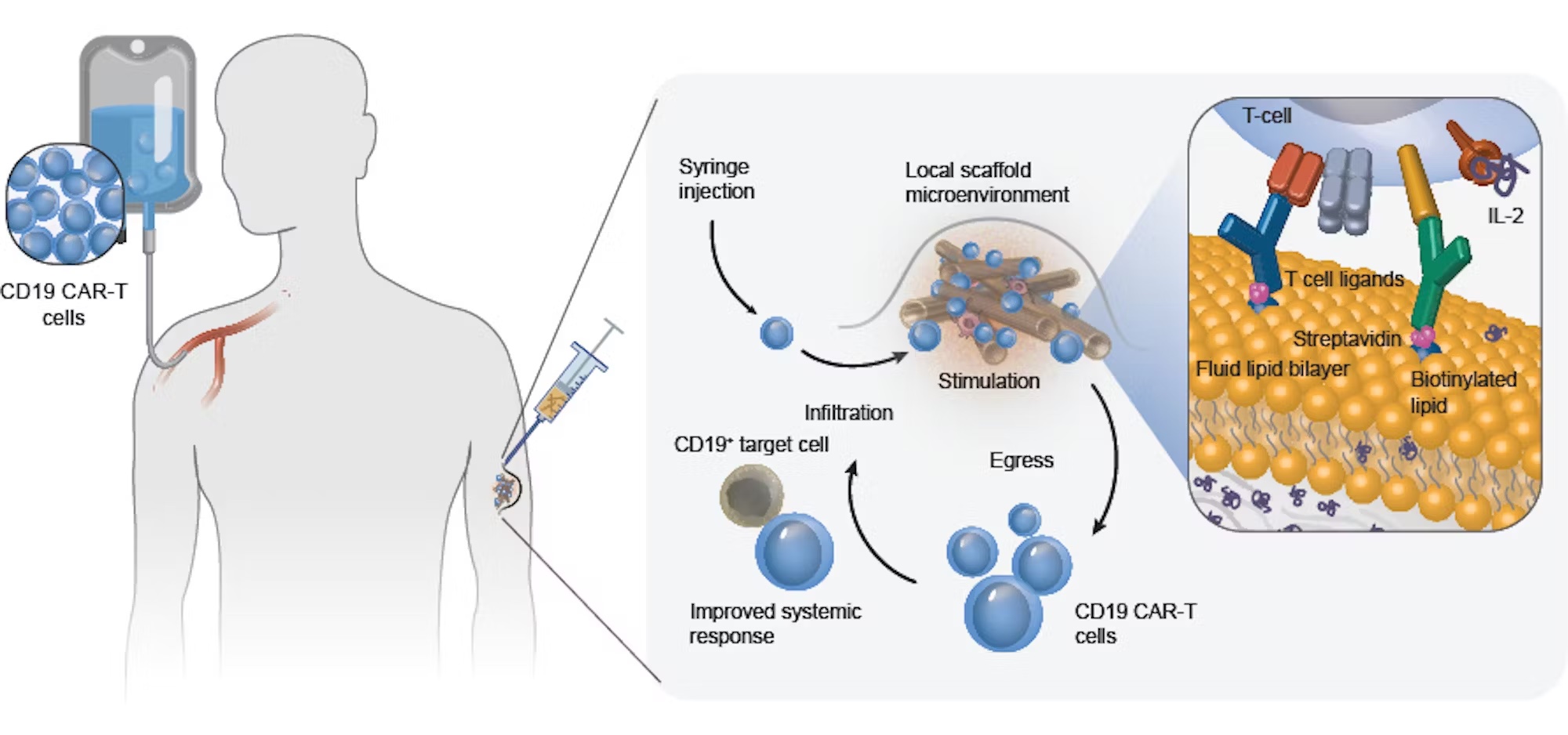 A graphic explaining how t-cell enhancing scaffolds help stimulate the production of antibodies to fight tumors
