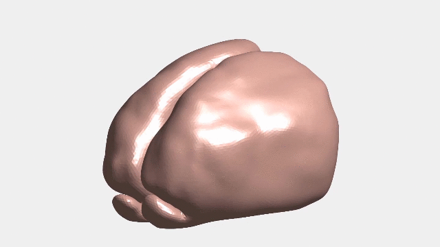 brain folding simulation