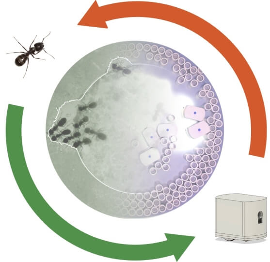 Circular illustration with arrows depicting how the collective, decentralized behavior of ants has inspired experiments with cooperative robots that can complete tasks without central control. 