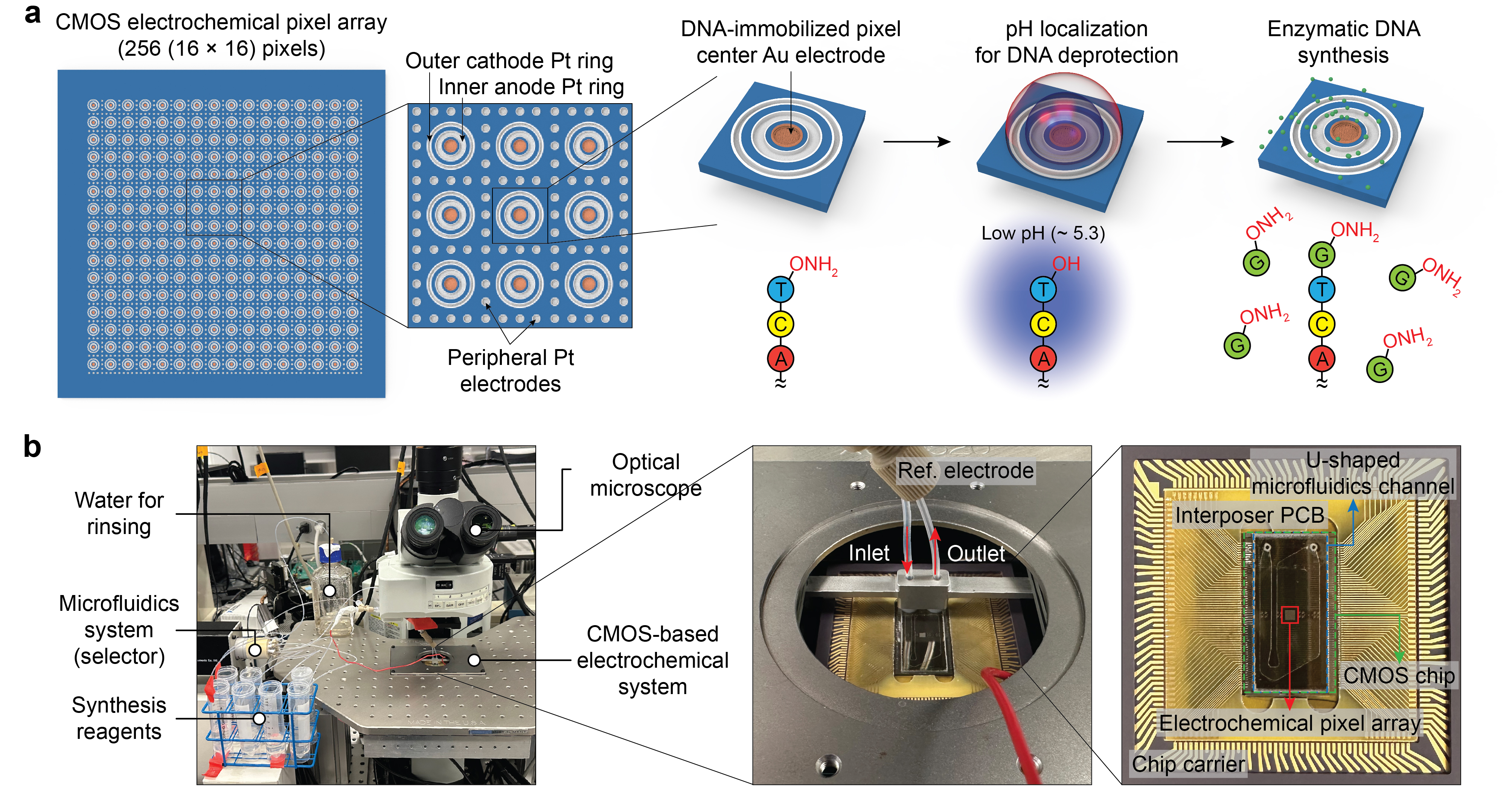 illustrated steps of the enzymatic synthesis platform