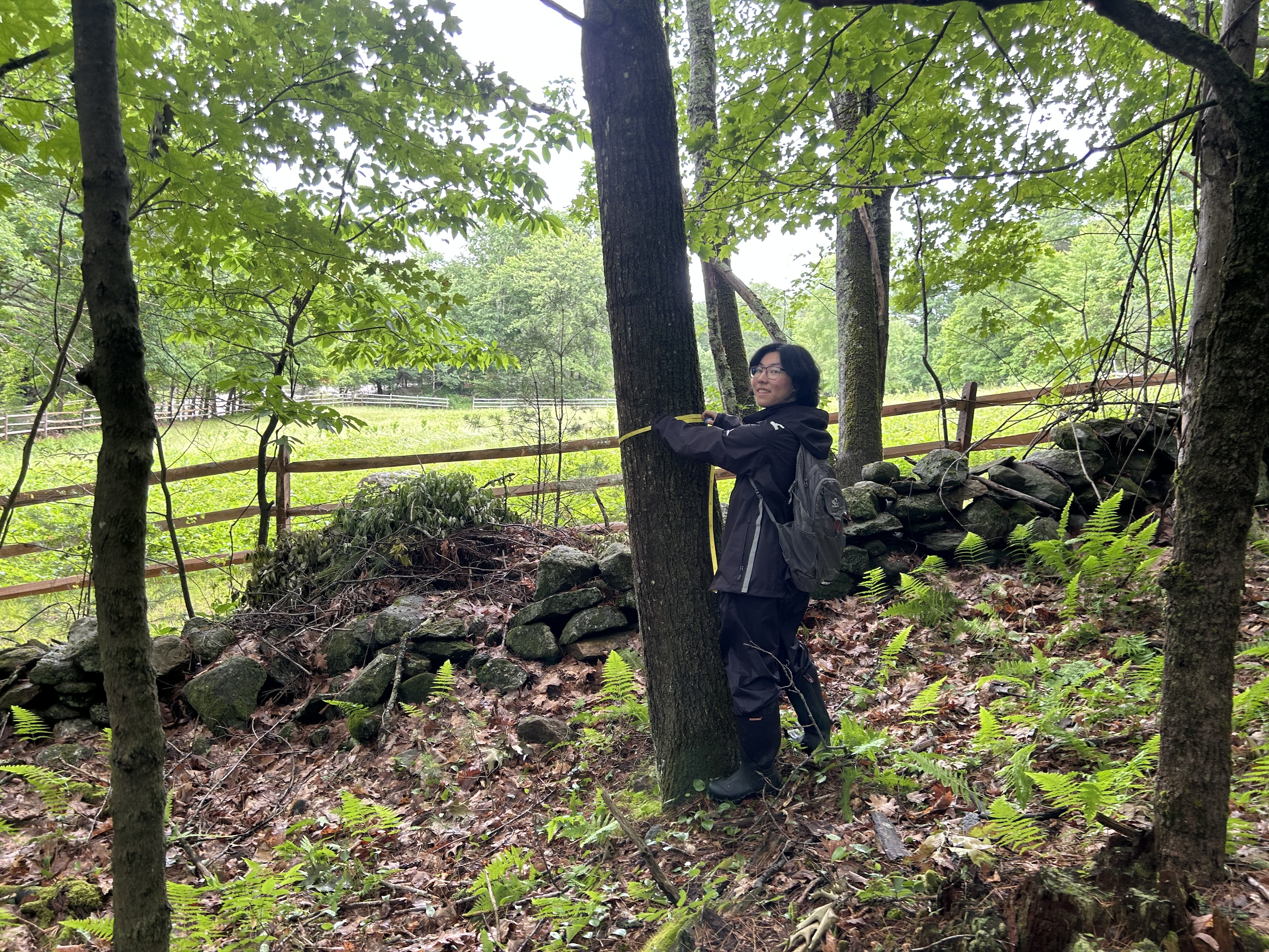 Harvard SEAS student Luna Yin wrapping a tape measure around a tree