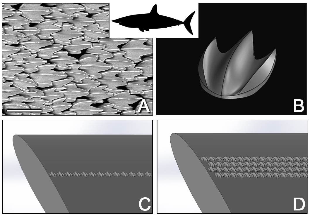 Using shark scales to design better drones, planes, and wind turbines