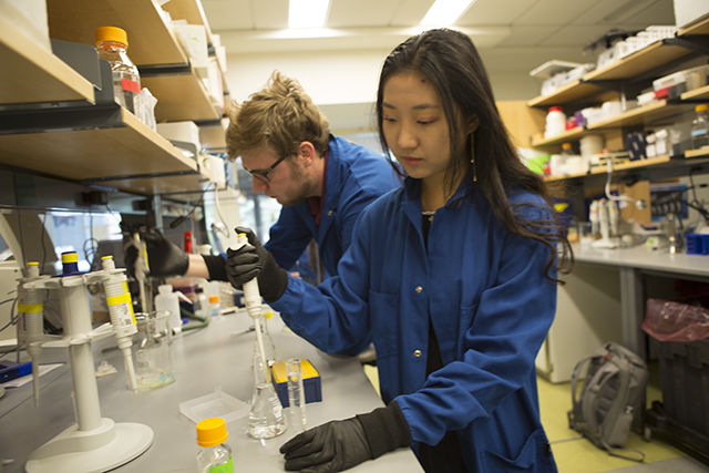 Bioengieering concentrator Nathan Sharp, S.B. ’20, and molecular and cellular biology concentrator Faye Huo, A.B. ’20, manipulate pipettes during an iGEM team lab session. (Photo by Adam Zewe/SEAS Communications)