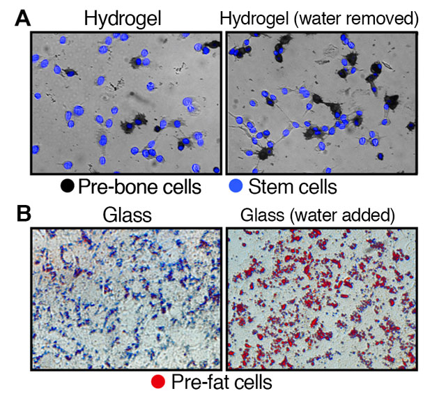  Researchers find that in stem cells, removing water condenses the cell, influencing the stem cells to become stiff pre-bone cells, while adding water causes the cells to swell, forming soft pre-fat cells. 