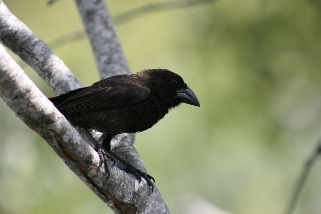 image of large cactus finch
