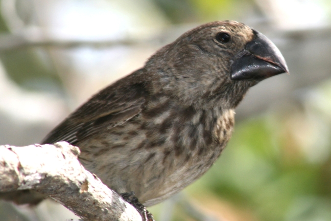 image of large ground finch 