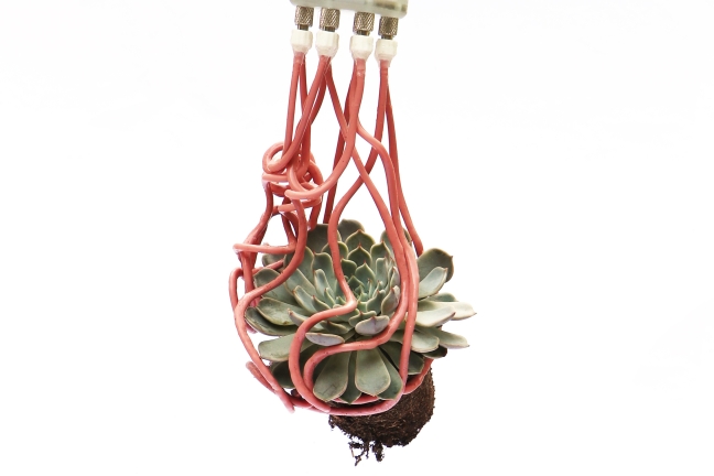 The gripper wrapping around a succulent