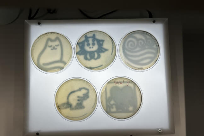 Examples of bacterial art designs produced at a Harvard OpenBio workshop