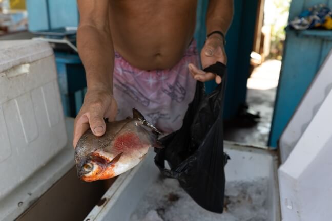 close up of fish being held by a person