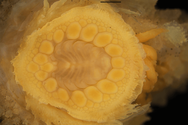 image of the suction disc of the Pacific Spiny Lumpsucker