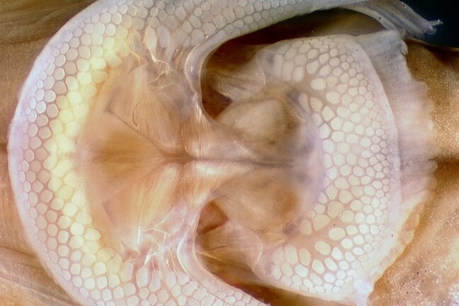 image of the suction disc of a Bifid Clingfish