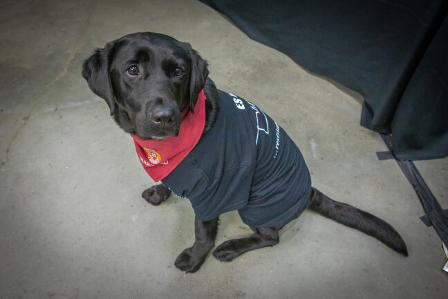 Harvard University Police Department's Community Engagement Dog