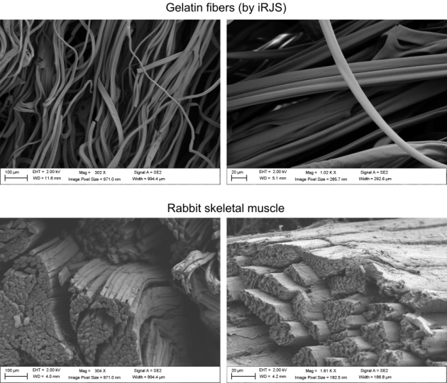 Microscale comparison of gelatin fibers (top) and natural rabbit skeletal muscle (bottom). Scanning electron microscopy images show similar fiber diameter and texture for gelatin scaffolds or skeletal muscle. 