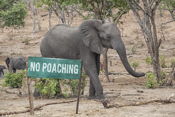 Elephant with no poaching sign 
