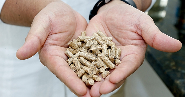 Sustainable eucalyptus pellets