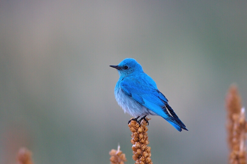image of Mountain Bluebird