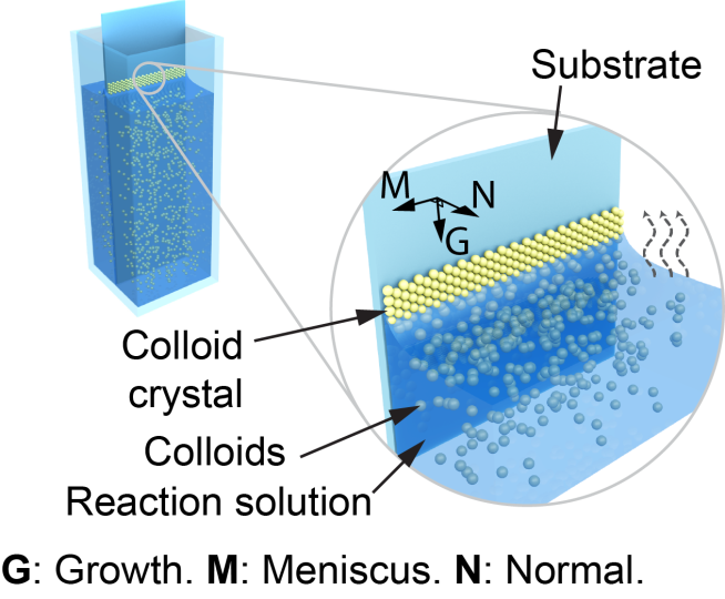 Schematic diagram of the evaporation-induced colloidal co-assembly process.