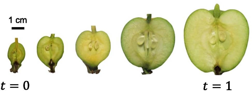 Measurements of apple cross sections at different stages of growth.