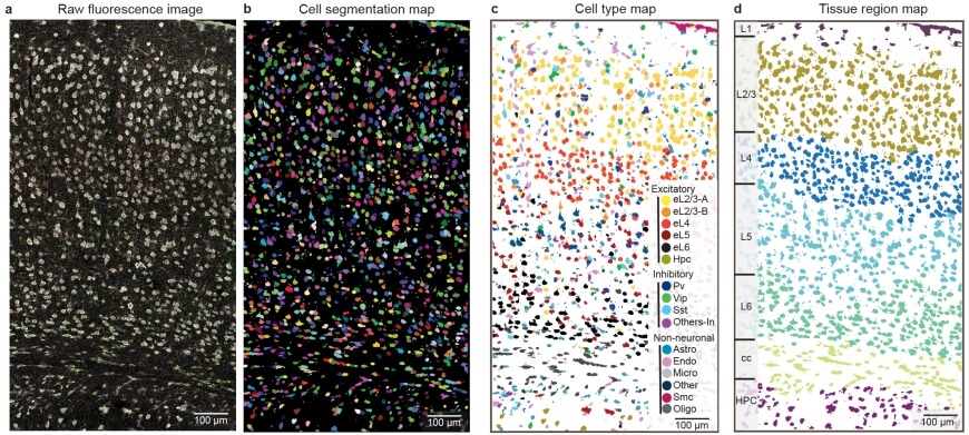 ClusterMap generated cell segmentation 