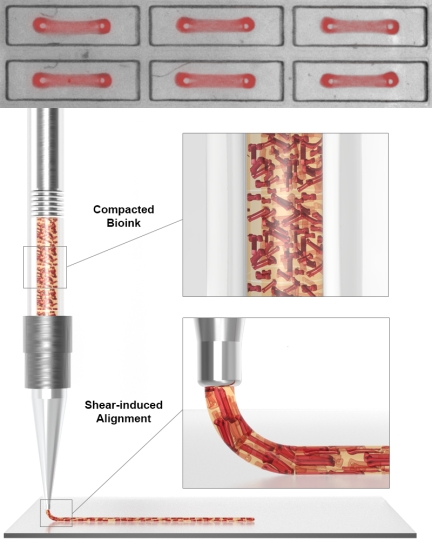 illustration of 3D bioprinted cardiac macrofilaments