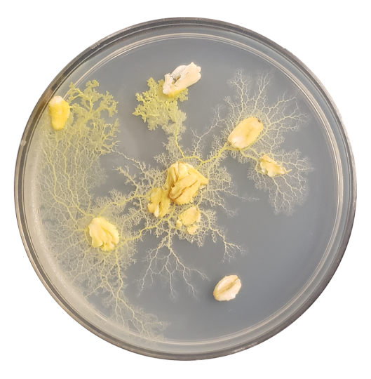 An image of slime mold Physarum polycephalum in a petri dish