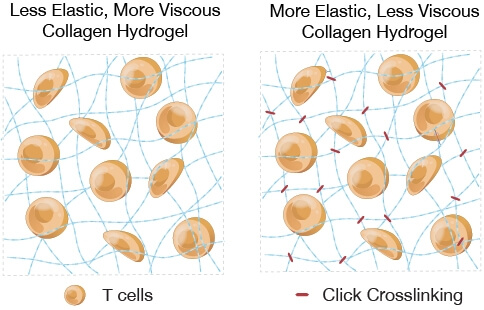 image shows on left the less elastic, more viscous collagen hydrogel and on the right the more elastic, less viscous collagen hydrogel
