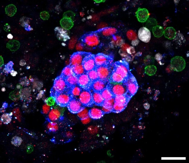 image of Kidney-organoid-on-chip