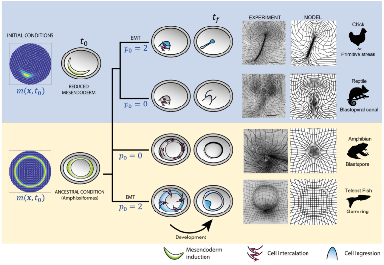 Image shows how changes in cellular activity can drive changes in embryonic development