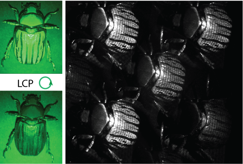 two images of beetles, one captured by standard imaging, the other by Mueller Matrix imaging