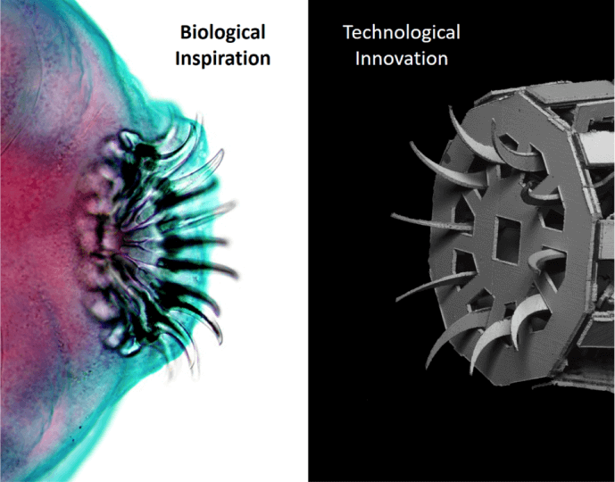 alt= Split image showing a close-up of a biological organism labeled "Biological Inspiration" on the left, and a technological device labeled "Technological Innovation" on the right.