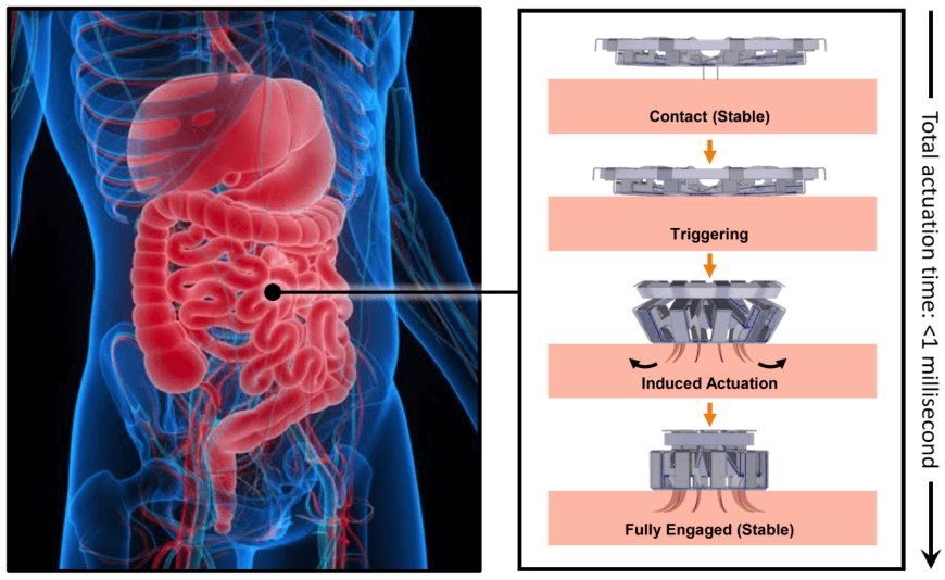 alt= Diagram showing a human digestive system next to a sequence of mechanical engagement steps: Contact, Triggering, Induced Actuation, and Fully Engaged with actuation time under 1 millisecond.