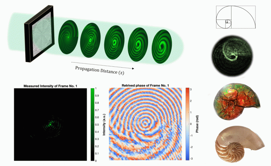 graphical representation of optical rotatum spirals, gif of the evolution of the light beam's evolution, accompanying images of nautilus shells