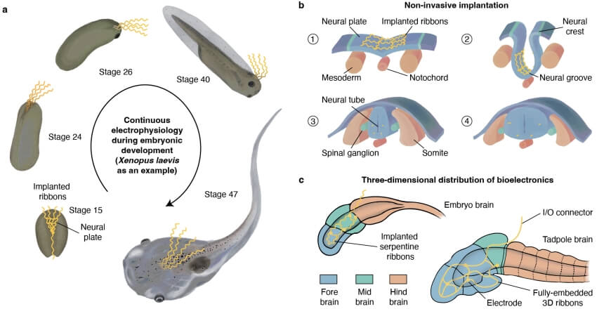 schematic of the implantation of electrodes into the tadpole embryo brain