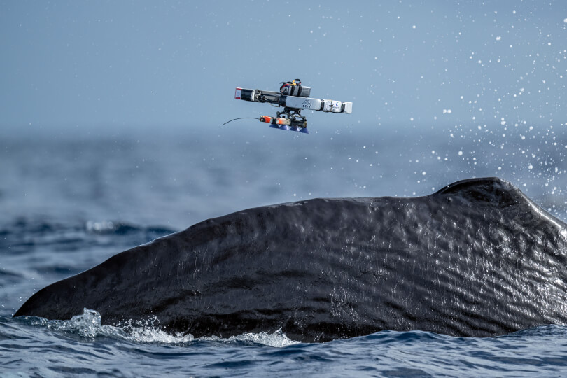 sperm whale being tagged by a drone