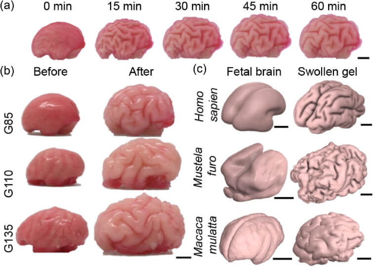 gel models of brains across different species