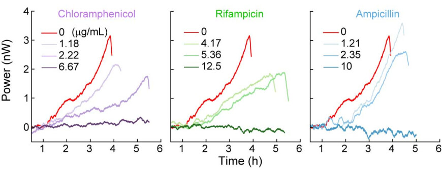 graphical data of heat flow from bacteria exposed to antibiotics