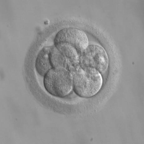 How Early-stage Embryos Maintain Their Size