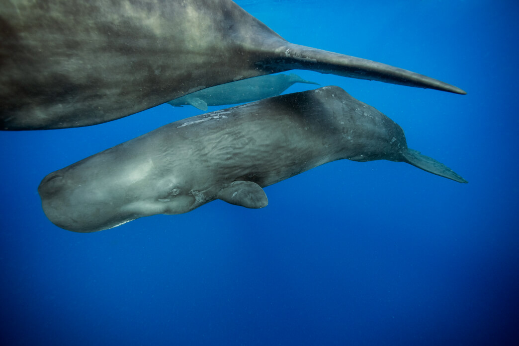 newly born sperm whale and mother