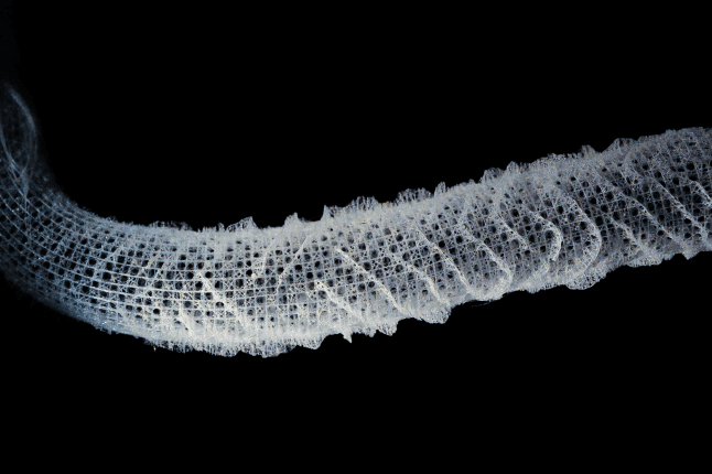 The skeleton of Euplectella aspergillum
