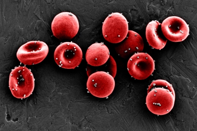 image of red blood cells 