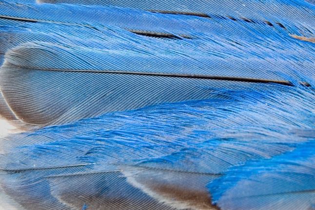 image of bluebird feathers