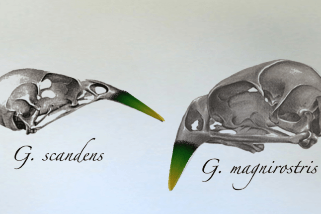 Illustration of finch beaks