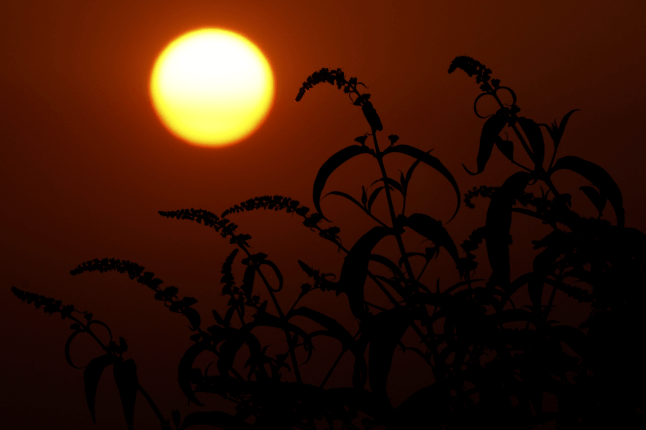  A butterfly bush is silhouetted as the sun rises early morning 