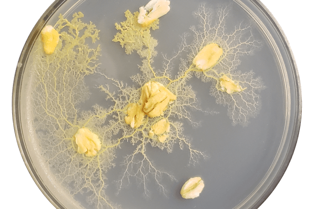 An image of slime mold Physarum polycephalum in a petri dish