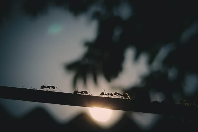 ants on branch 