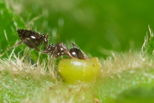 An acrobat ant (Crematogaster sp.) feeding at a bowl-shaped extrafloral nectary on an Inga tree