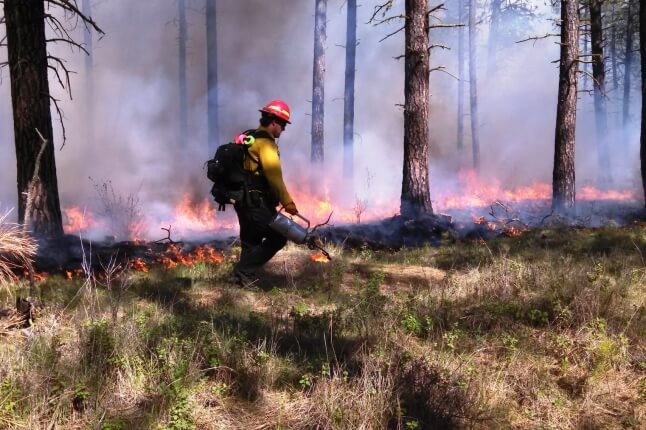 fire fighter lighting a controlled burn