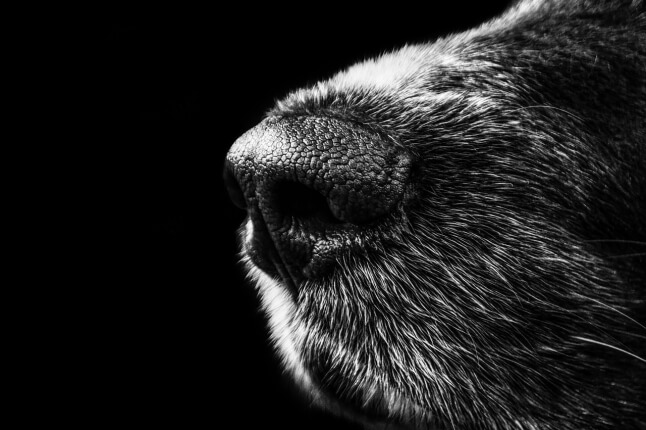 image of dog's nose